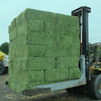 Alfafa hay for Animal Consumption